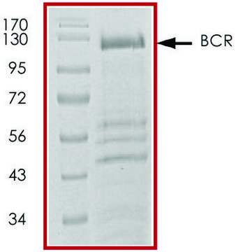 BCR (1-695), GST tagged human recombinant, expressed in baculovirus infected Sf9 cells, &#8805;70% (SDS-PAGE), buffered aqueous glycerol solution