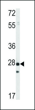 ANTI-PRL1 antibody produced in rabbit IgG fraction of antiserum, buffered aqueous solution