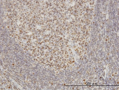 Monoclonal Anti-EPSTI1 antibody produced in mouse clone 2A8, purified immunoglobulin, buffered aqueous solution