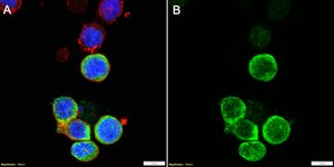 Anti-CD8a Antibody, clone 1J4 ZooMAb® Rabbit Monoclonal recombinant, expressed in HEK 293 cells