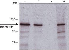 Monoclonal Anti-Strumpellin antibody produced in mouse clone St-1, purified from hybridoma cell culture