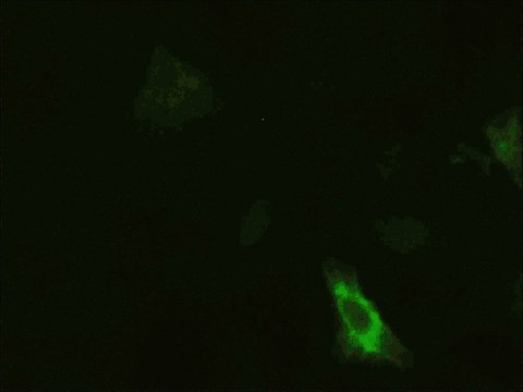 Monoclonal Anti-CK19 antibody produced in mouse clone 2F8, purified immunoglobulin, buffered aqueous glycerol solution