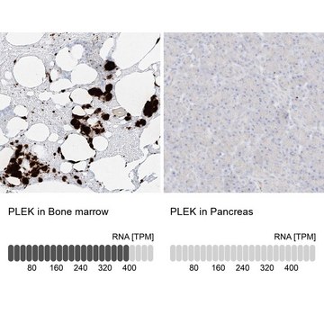 Anti-PLEK antibody produced in rabbit Prestige Antibodies&#174; Powered by Atlas Antibodies, affinity isolated antibody, buffered aqueous glycerol solution