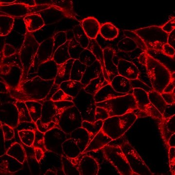 BioTracker 555橙色细胞质膜染料 Live cell imaging lipophilic carbocyanine membrane dye suitable for long-term fluorescent cell labeling and cell tracking studies.