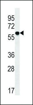 ANTI-TM9SF2(N-TERMINAL) antibody produced in rabbit affinity isolated antibody, buffered aqueous solution