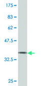 Monoclonal Anti-SPAST antibody produced in mouse clone 2F5, purified immunoglobulin, buffered aqueous solution