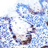 Anti-PCNA antibody produced in rabbit
