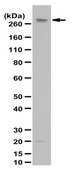 Anti-Senataxin (OY11) Antibody from rabbit, purified by affinity chromatography