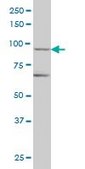 Monoclonal Anti-TRIM36 antibody produced in mouse clone 2D11, purified immunoglobulin, buffered aqueous solution