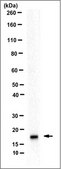 Anti-phospho Histone H3.1 (Ser28), clone 5D10D4 Antibody clone 5D10D4, from rat
