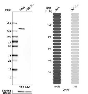 Anti-LMO7 antibody produced in rabbit Prestige Antibodies&#174; Powered by Atlas Antibodies, affinity isolated antibody, buffered aqueous glycerol solution