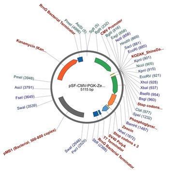 PSF-CMV-PGK-ZEO - DUAL PROMOTER ZEOCIN PLASMID plasmid vector for molecular cloning