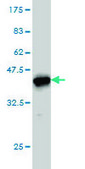Monoclonal Anti-CANT1 antibody produced in mouse clone 2D3, purified immunoglobulin, buffered aqueous solution