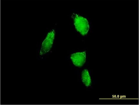 Anti-PSMA6 antibody produced in mouse purified immunoglobulin, buffered aqueous solution