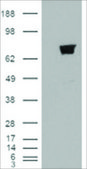 Anti-BERP/RNF22 antibody produced in goat affinity isolated antibody, buffered aqueous solution