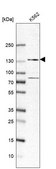 Anti-ZFR antibody produced in rabbit Prestige Antibodies® Powered by Atlas Antibodies, affinity isolated antibody, buffered aqueous glycerol solution