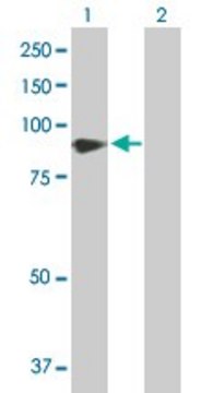 Anti-VASN antibody produced in rabbit purified immunoglobulin, buffered aqueous solution