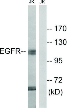 Anti-EGFR antibody produced in rabbit affinity isolated antibody