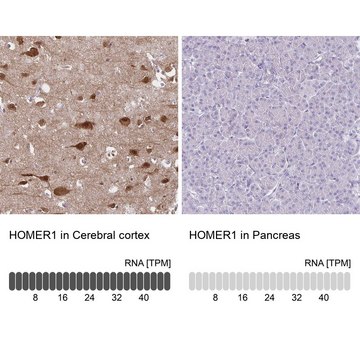 Anti-HOMER1 antibody produced in rabbit Prestige Antibodies&#174; Powered by Atlas Antibodies, affinity isolated antibody, buffered aqueous glycerol solution