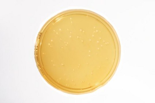 HEIMPLATE Sabouraud Dextrose Agar 90 mm settle plate with 30 ml filling volume for determination of yeast and mold in non-sterile Pharmaceutical products- Long incubation (LI), accordance with EP