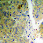 Anti-phospho-p38 MAPK (pTyr322) antibody produced in rabbit affinity isolated antibody