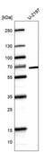 Monoclonal Anti-Cdk19 Antibody Produced In Mouse Prestige Antibodies® Powered by Atlas Antibodies, clone CL14114, affinity isolated antibody, buffered aqueous glycerol solution
