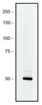 Monoclonal Anti-PCLO antibody produced in mouse clone PCLO-01