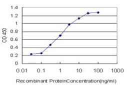 ANTI-CACNB2 antibody produced in mouse clone 5B6, purified immunoglobulin, buffered aqueous solution