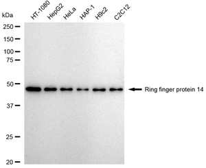 Anti Ring finger protein 14 Antibody, clone 23GB4610, Rabbit Monoclonal clone 23GB4610, recombinant rabbit monoclonal, expressed in HEK293 cells