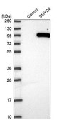 Anti-SMYD4 antibody produced in rabbit Prestige Antibodies® Powered by Atlas Antibodies, affinity isolated antibody, buffered aqueous glycerol solution