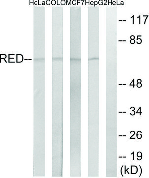 Anti-RED antibody produced in rabbit affinity isolated antibody