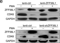 抗-ZFP36L1抗体 from rabbit, purified by affinity chromatography