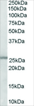 Anti-GSTM1/GSTM2 antibody produced in goat affinity isolated antibody, buffered aqueous solution