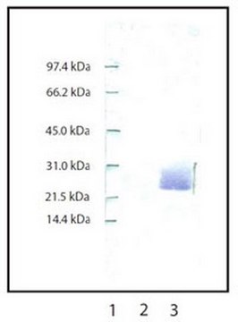 Anti-Neutrophil Elastase Rabbit pAb liquid, Calbiochem&#174;