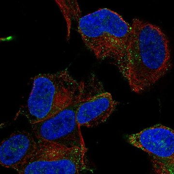 Anti-MYO16 antibody produced in rabbit Prestige Antibodies&#174; Powered by Atlas Antibodies, affinity isolated antibody