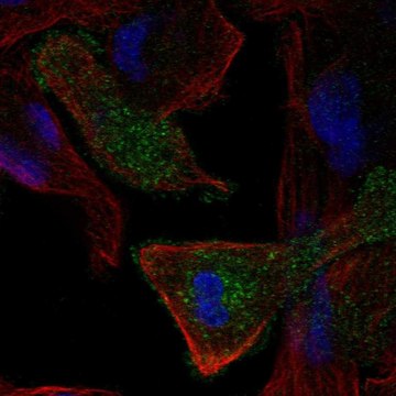 Anti-Megf10 Antibody Produced In Rabbit Prestige Antibodies&#174; Powered by Atlas Antibodies, affinity isolated antibody, buffered aqueous glycerol solution