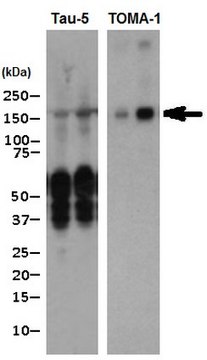 Anti-Tau Antibody, oligomeric Antibody, clone TOMA-1 clone TOMA-1, from mouse