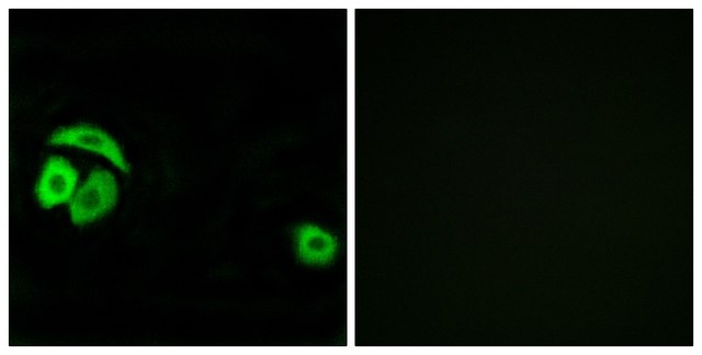 Anti-RPL27A, C-Terminal antibody produced in rabbit affinity isolated antibody