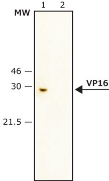 Anti-VP16 antibody produced in rabbit IgG fraction of antiserum, buffered aqueous solution