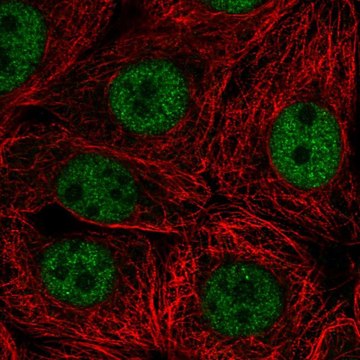 Anti-SCRT2 antibody produced in rabbit Prestige Antibodies&#174; Powered by Atlas Antibodies, affinity isolated antibody