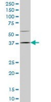 Monoclonal Anti-HOXD9 antibody produced in mouse clone 2A9, purified immunoglobulin, buffered aqueous solution