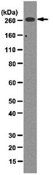 Anti-acetyl CoA Carboxylase Antibody, clone 7D2.2 clone 7D2.2, from mouse