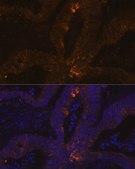 Anti-TFF1/pS2 Antibody, clone 6P6R7, Rabbit Monoclonal