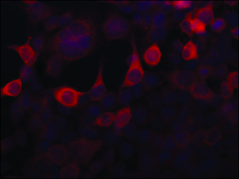 Anti-Importin 5 (N-terminal) antibody produced in rabbit ~1.0&#160;mg/mL, affinity isolated antibody