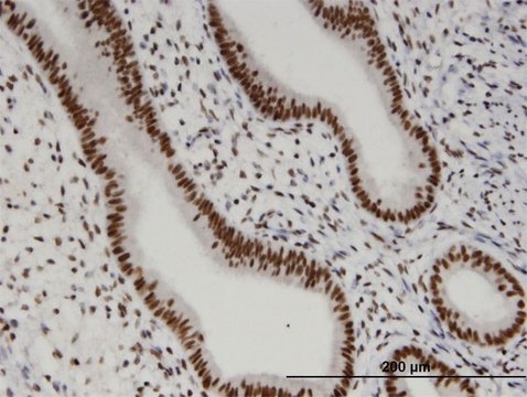 Monoclonal Anti-ZA20D1 antibody produced in mouse clone 2B4, purified immunoglobulin, buffered aqueous solution