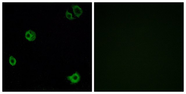 Anti-GPR110 antibody produced in rabbit affinity isolated antibody