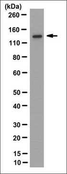 Anti-RetGC-1/GUCY2D Antibody, clone 6D8.2 clone 6D8.2, from mouse