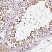 Anti-LCA5L antibody produced in rabbit Prestige Antibodies® Powered by Atlas Antibodies, affinity isolated antibody