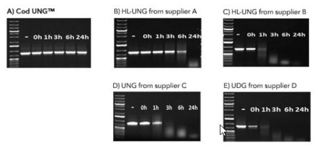 Heat-labile Cod Uracil-DNA Glycosylase recombinant, expressed in E. coli, Triton-free and Glycerol-free