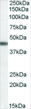 Anti-ADRB3 antibody produced in goat affinity isolated antibody, buffered aqueous solution